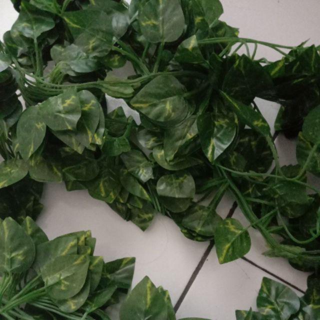 Daun Rambat Sri Gading 2m Dekorasi Home