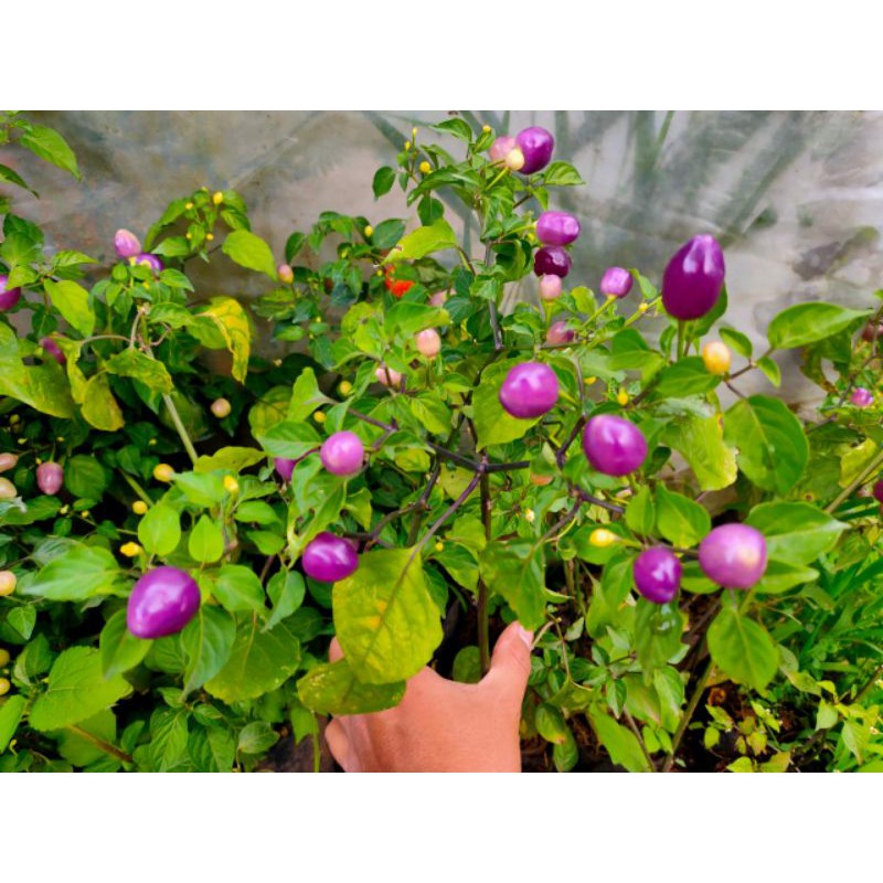 tanaman.hias./cabe.pelangi. sudah berbuah.
