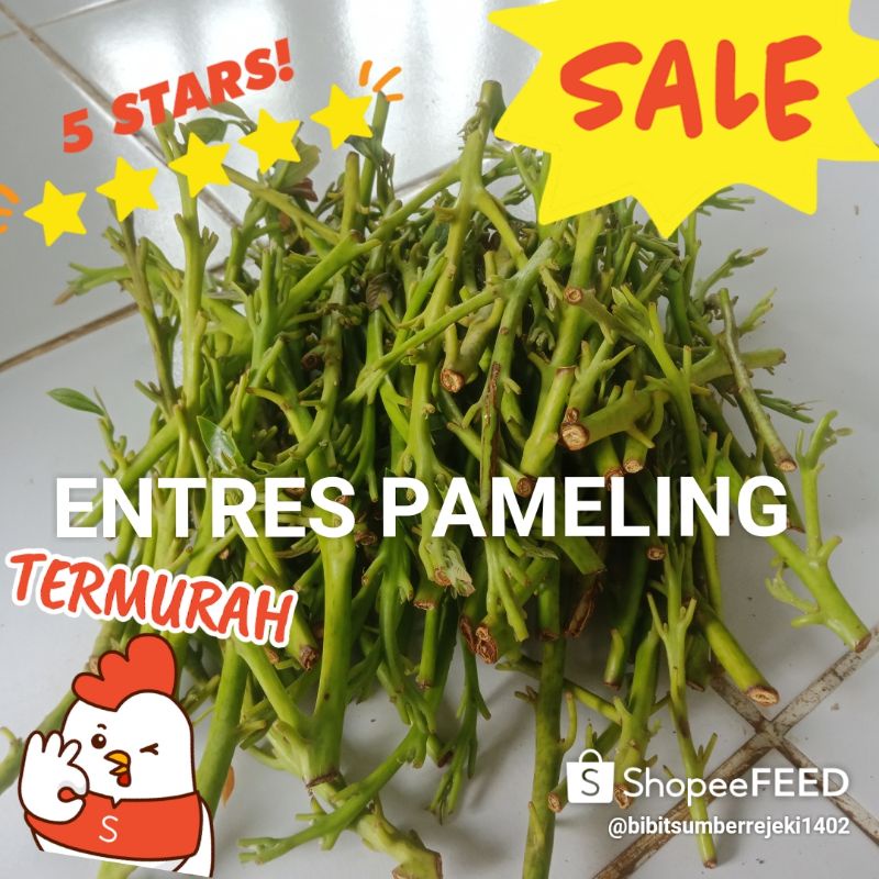 ENTRES ALPUKAT PAMELING ALPUKAT UNGGUL VALID MURAH BERKUALITAS