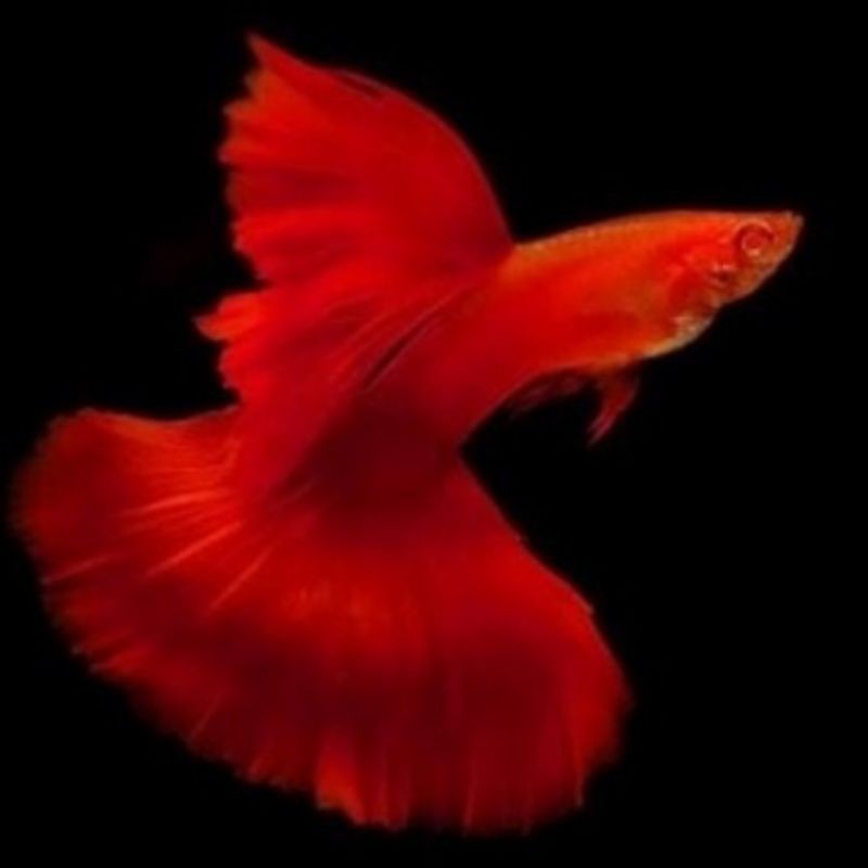 Ikan Guppy Albino Full Red/Guppy AFR sepasang