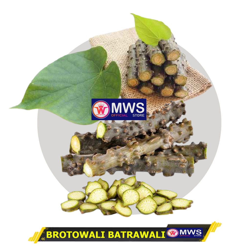 

Brotowali Bratawali Batrawali atau akar aliali (Tinospora Crispa L.) ( MWS OFFICIAL STORE )