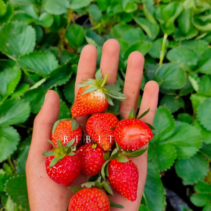 Paket Hemat Bibit Tanaman Buah Strawberry California Jumbo Berbuah Rimbun isi 10/Paket Strawberry California Lebih Hemat