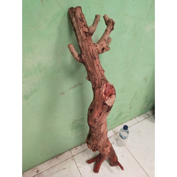 bahan bonsai dongkelan sisir jumbo tinggi -+1m berat 7kg