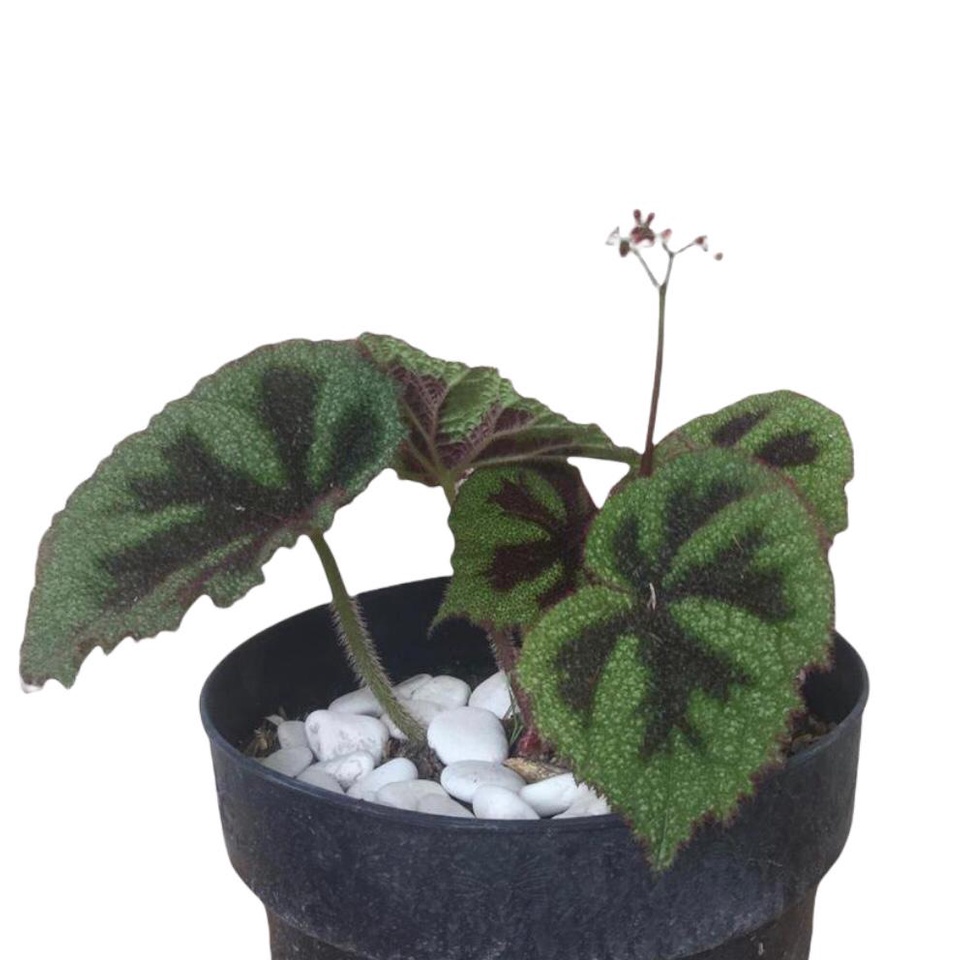 BEGONIA IRON CROSS