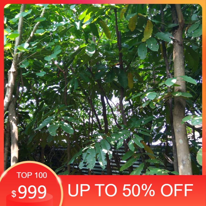 pohon buah, pohon Matoa. Tinggi 3 Meter.