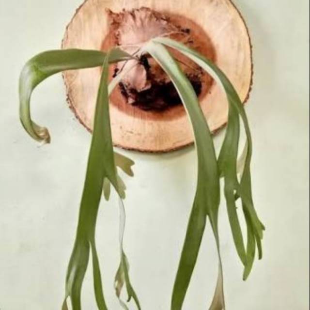 2.2 COD SALE Paku tanduk rusa - tanaman hias dinding - tanduk rusa - platycerium