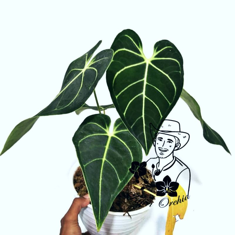 FahriOrchid - Anthurium regale original