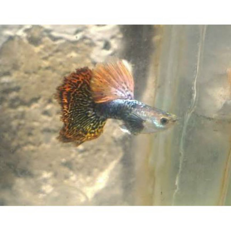 

Ikan Guppy Cobra Big ear 1 pasang
