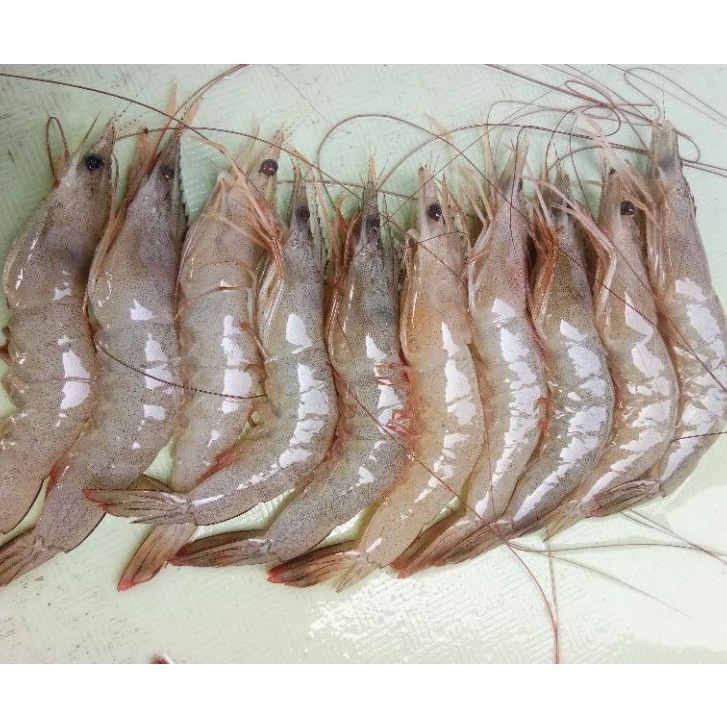 

udang besar segar 500 gram