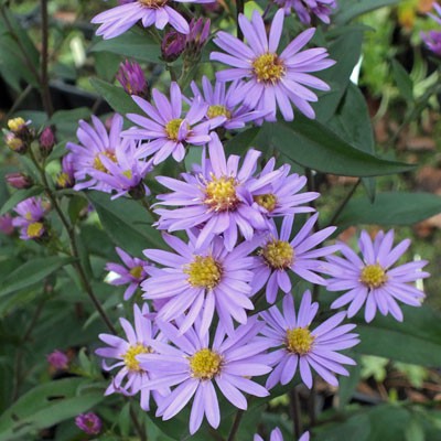 Biji Bunga Prairie Aster Purple