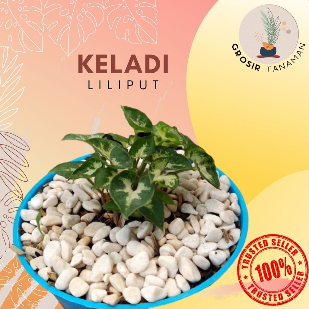 Tanaman Hias Bunga Keladi Liliput