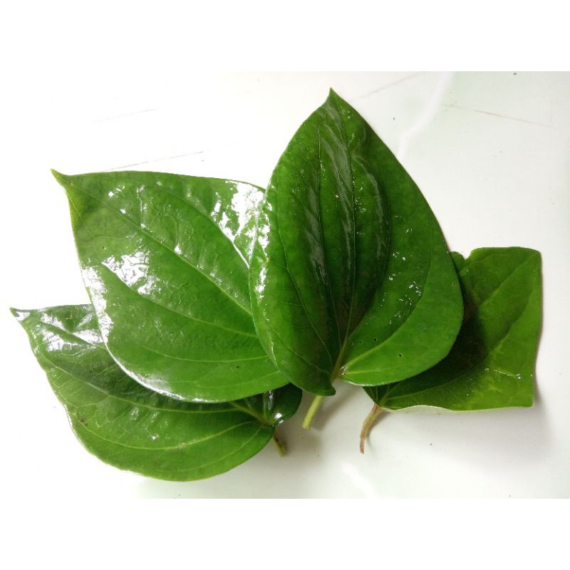 

Daun sirih segar