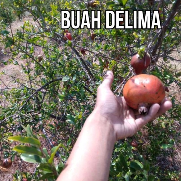 

BUAH DELIMA 250G fRESH HABIS