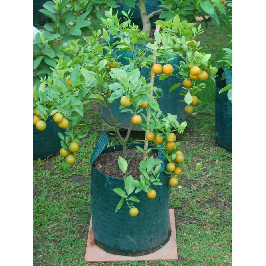 Planter Bag 35 Liter