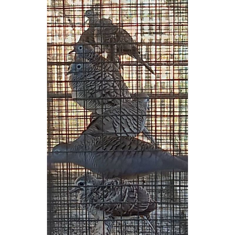 Sepasang indukan burung perkutut Bangkok siap ternak