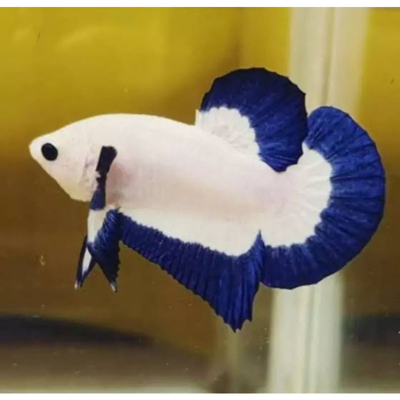 BLUE RIM LINE ORI THAILAND TOP GRADE A BERKUALITAS HIASAN AQUARIUM