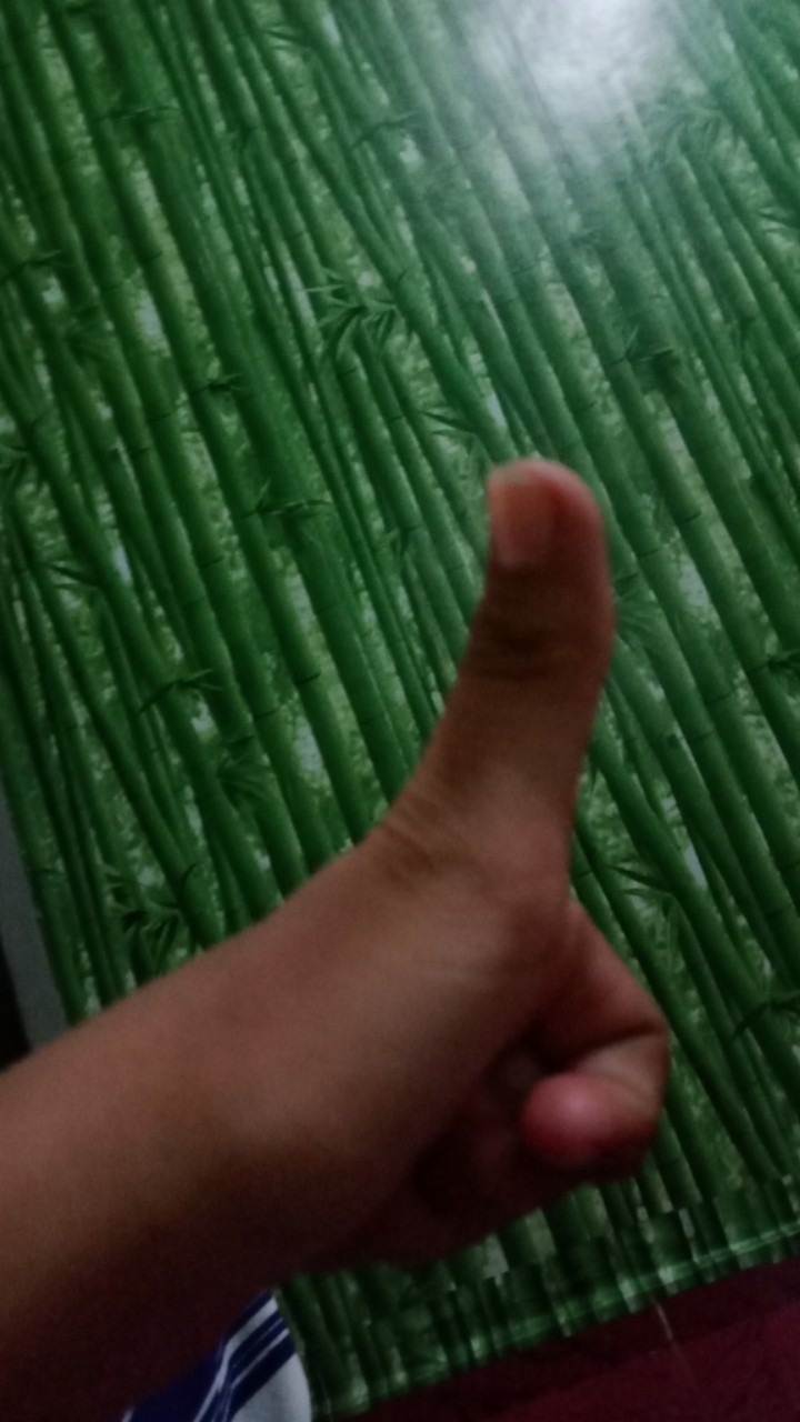 Kotak Makan / Tempat Bekal Manggis