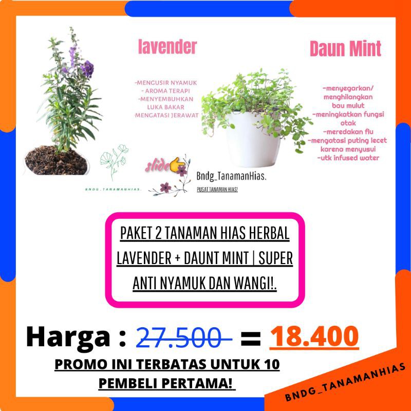 PAKET 2 TANAMAN HIAS HERBAL BUNGA LAVENDER ASLI + DAUNT MINT | SUPER WANGI DAN ANTI NYAMUK |TERMURAH