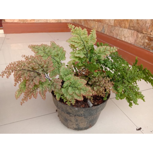 Tanaman hias bunga suplir merak