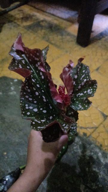 Tanaman Hias Begonia Moca - Begonia Mocca - Angel Wing - Polkadot