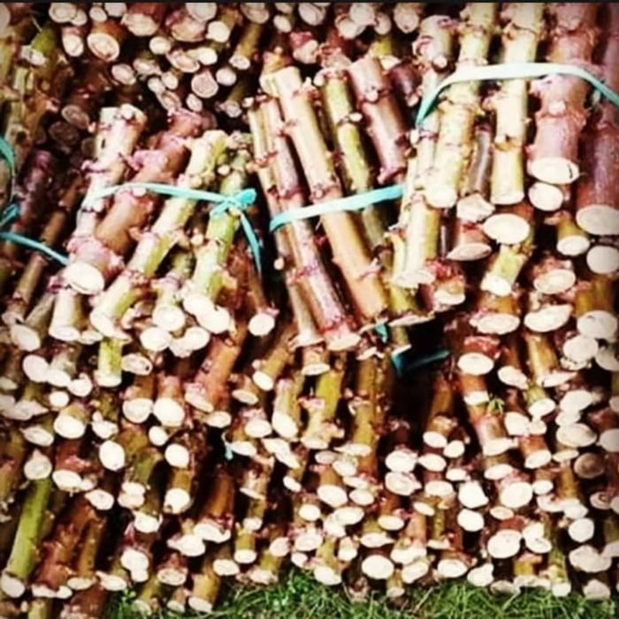 Stek batang singkong 20 batang