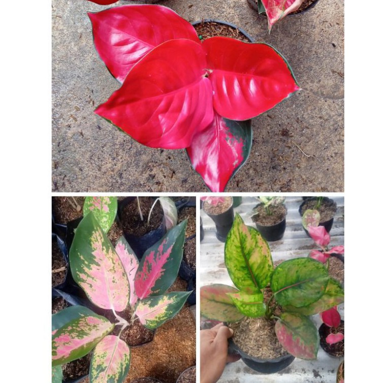 aglonema paket suksom jaipong,hengheng ,red kocin