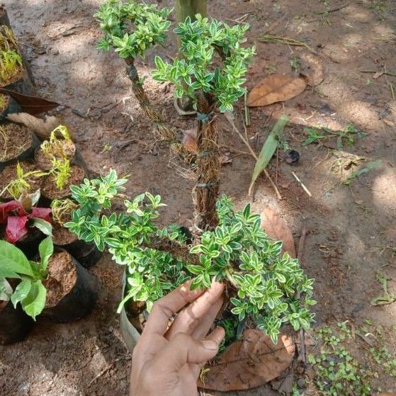 bonsai mini mirten - tanaman mirten bonsai - aneka bonsai mini