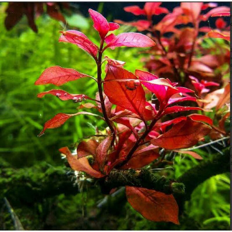 Ludwigia Sp Red
