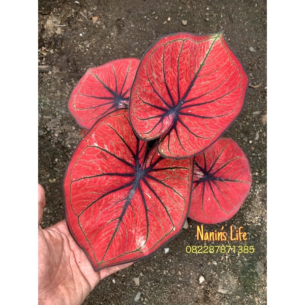 keladi redstone thailand - caladium mascota - keladi mascota