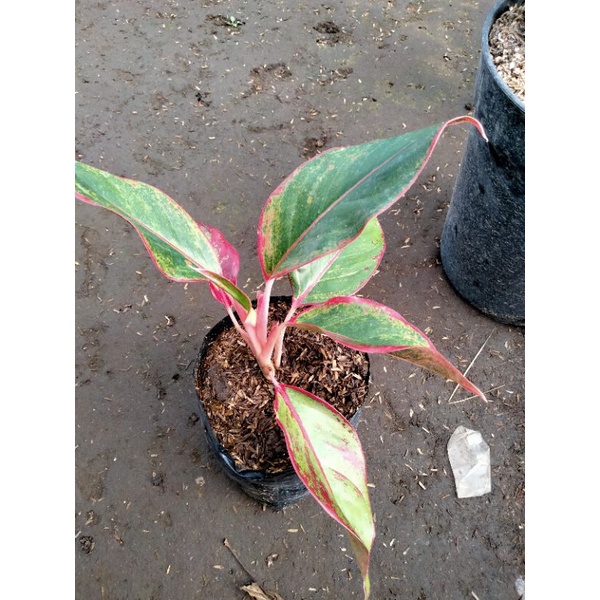 bunga Aglonema Lipstik