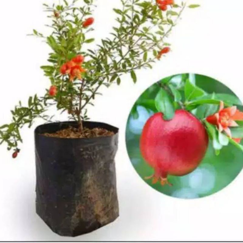 bibit delima merah jumbo