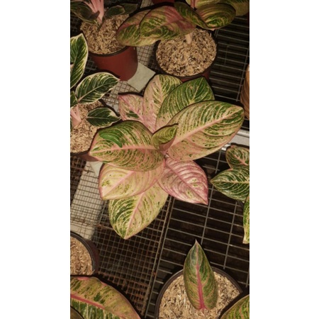 aglaonema asri merah hias