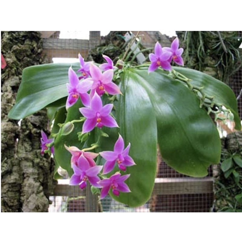 Anggrek Phalaenopsis Violacea Dewasa Rawatan | Anggrek Bulan | Anggrek Bunga Cantik