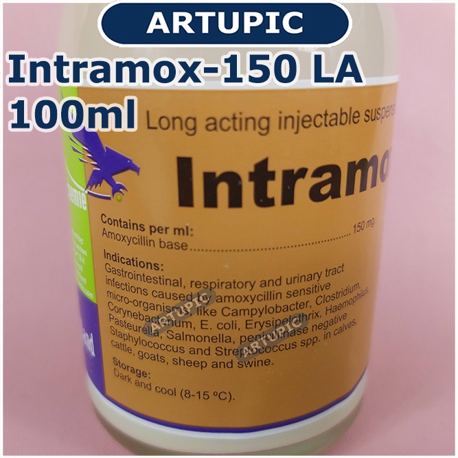 Intramox-150 LA 100 ml Amoxycillin LA Sapi Kambing Ayam Babi Domba Anjing Kucing Obat infeksi pernafasan pencernaan Antibiotik Long Acting bakterisidal Ecoli Salmonela