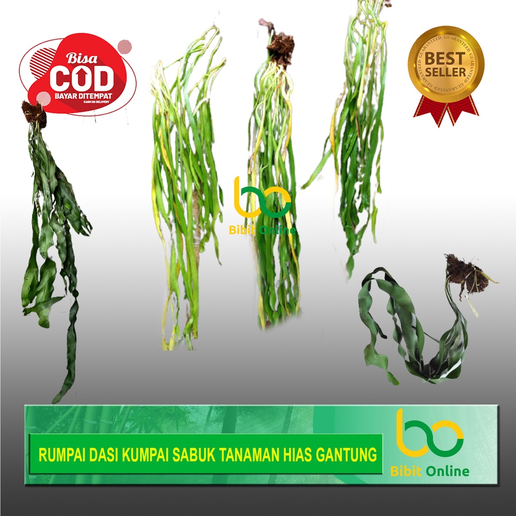 RUMPAI DASI KUMPAI SABUK TANAMAN HIAS GANTUNG BIBIT ONLINE