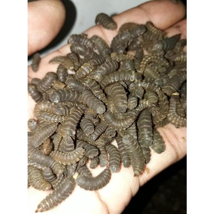 Jual BLACK SOLDIER FLY PUPA MAGGOT BSF SUPER | Shopee Indonesia