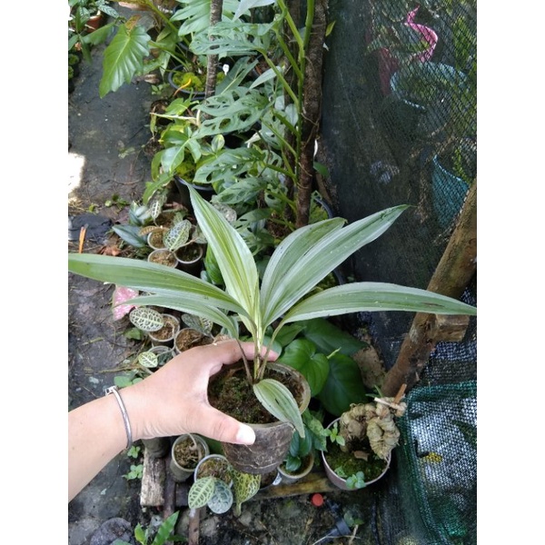 Tanaman sp Kalimantan