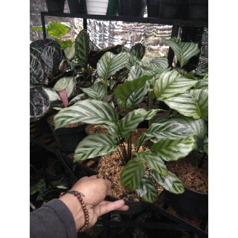 TANAMAN HIAS CALATHEA FREEDY