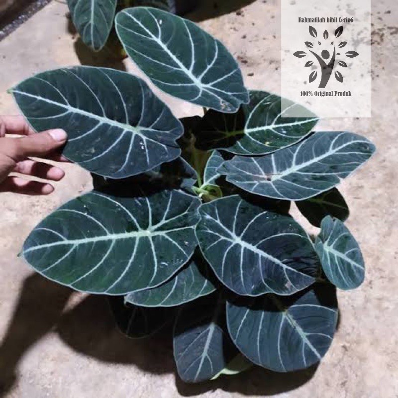 alocasia black velvet (hanya bonggol)