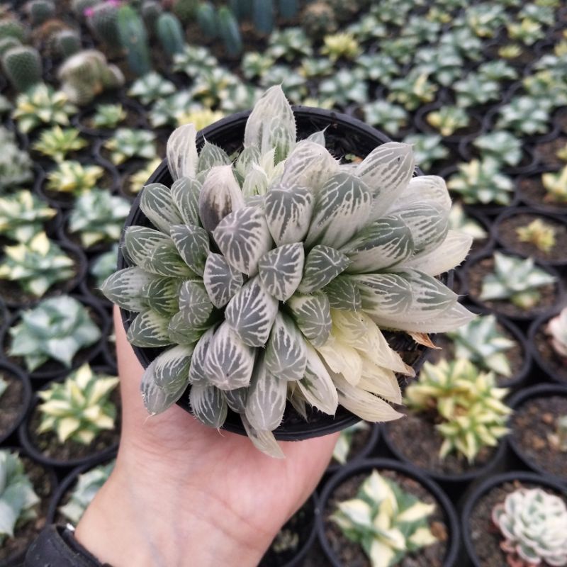 Haworthia Cooperi Import Variegated | D 8cm