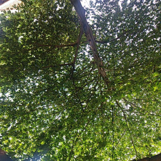 Papan Gilasan Karet / Papan Cuci Baju (ukuran Kecil)