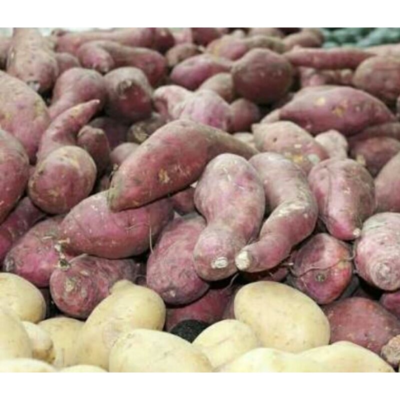 

Ubi fresh 1kg