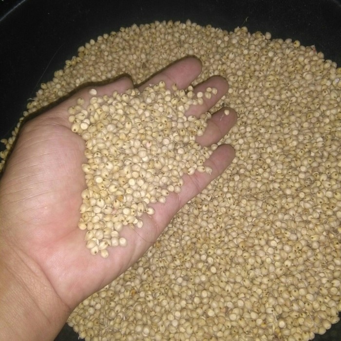 

Sorghum Bioguma 1 Kg