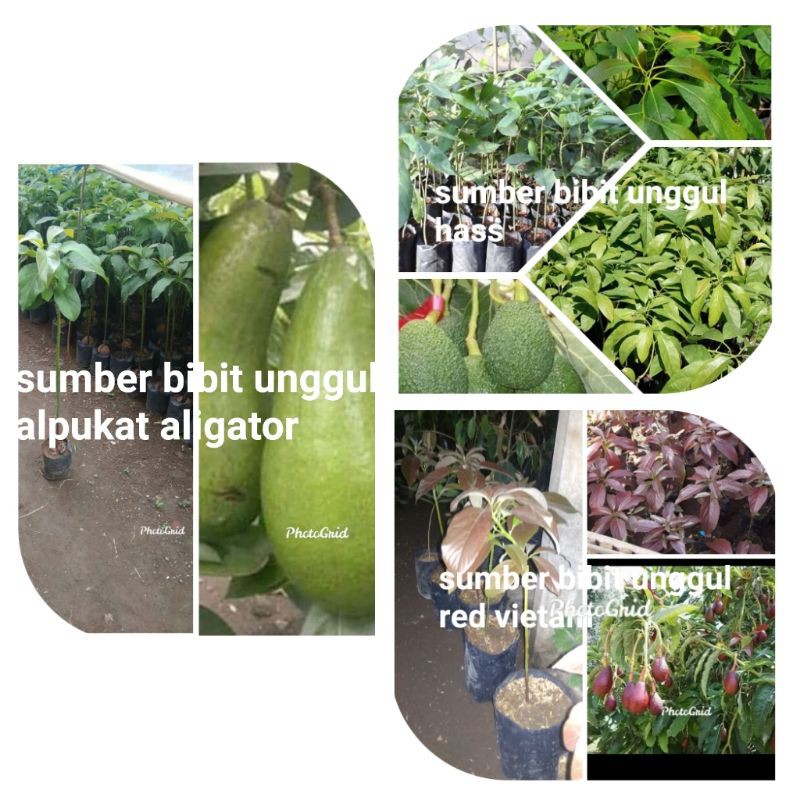 paket 3 bibit alpukat(aligator, hass, red vietnam)