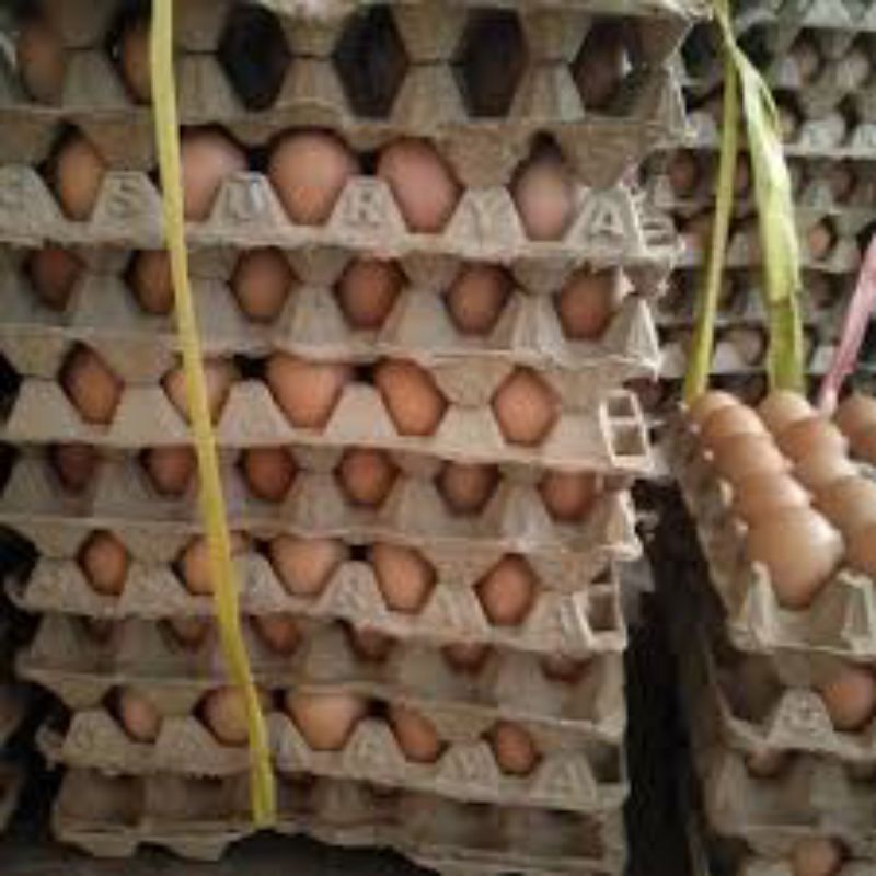 

telur ayam
