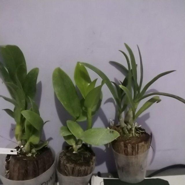  ANGGREK  KRITING DENDROBIUM INDONESIA RAYA RED Shopee  