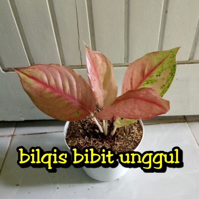 Bunga Aglonema LOD / Light Of Diamond (Bunga aglonema import)