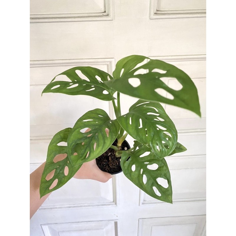 Monstera Acuminata (Janda Bolong)