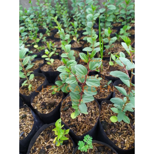 Bibit bidara arab sidr batang merah lokasi palembang