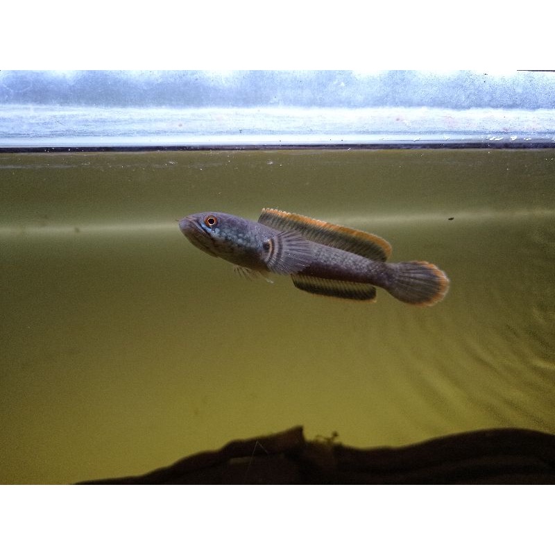 LIMBATA CB LAWU 10CM RIM TEBAL